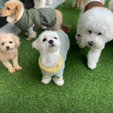 반려견 데이케어는 오십케이 스타필드수원직영점에서!