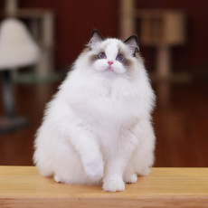 우다다다고양이카페에서 귀여운 고양이 보세요♥