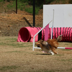 반려견 운동장! 테일45에서 안전하게 즐겨보세요♥