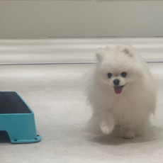 반려견 데이케어는 오십케이 스타필드수원직영점에서!