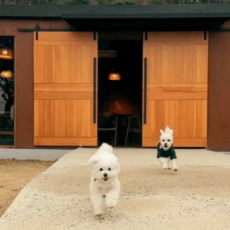 반려견 운동장! 테일45♥