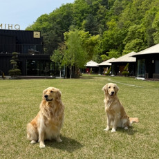 미호애견펜션에서 강아지와 함께 휴식을!