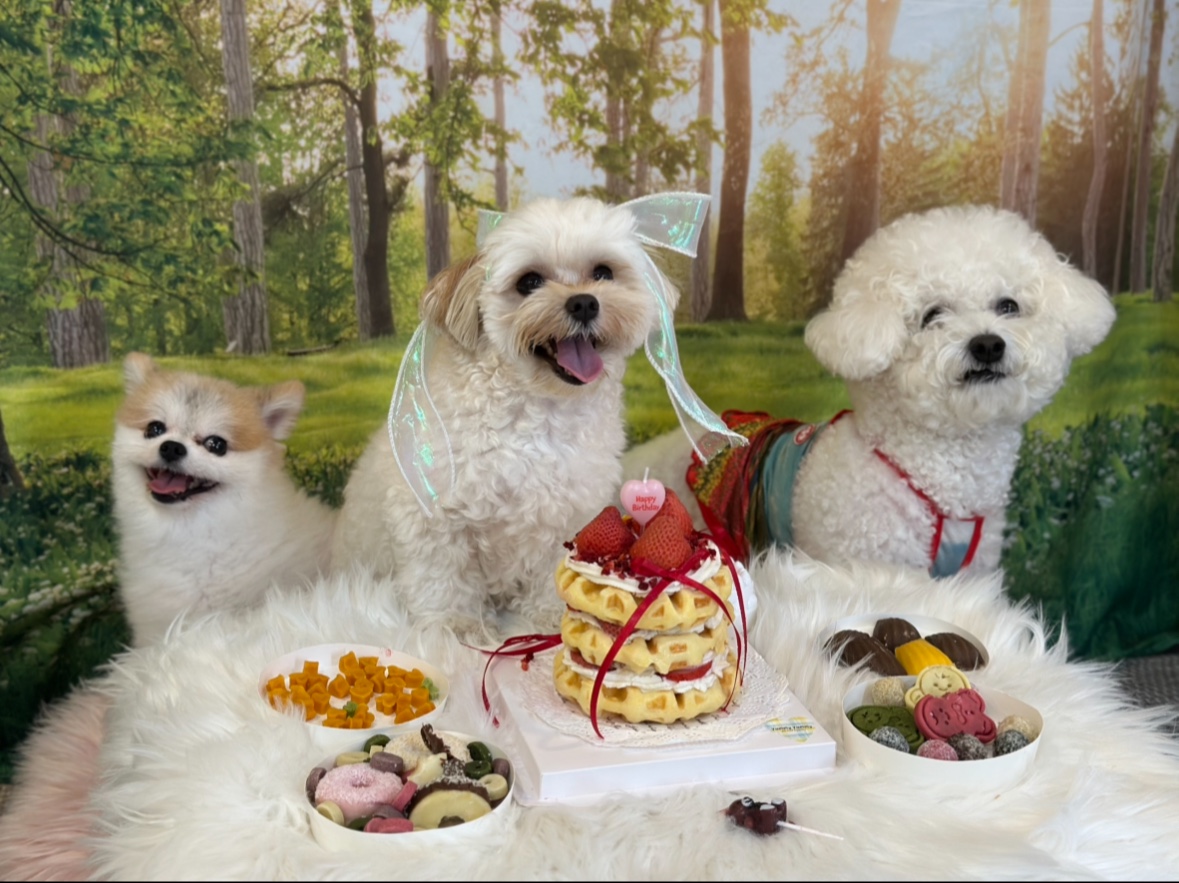 [서울/공릉점] 골드퍼피 애견유치원에서 강아지 성향테스트♥