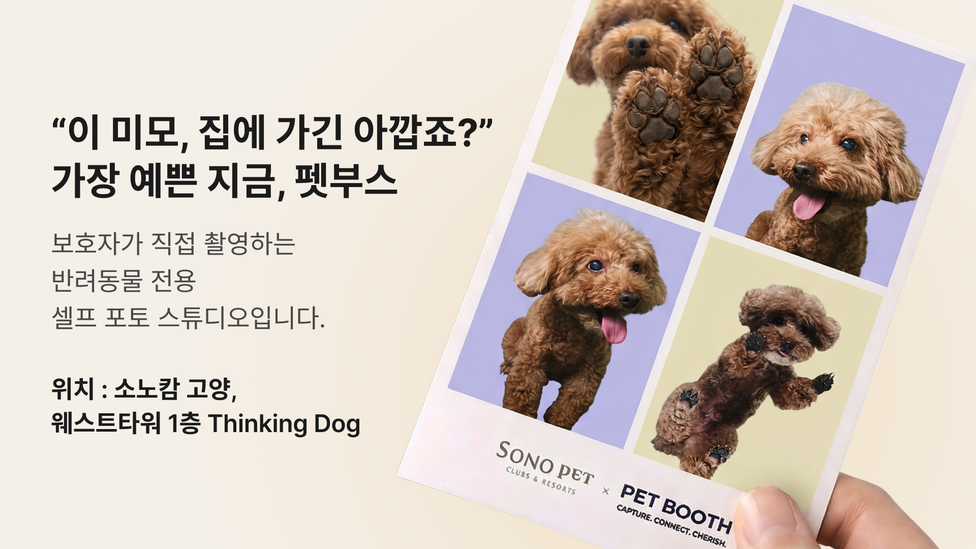 [경기/고양] 반려동물 인생사진 남겨주러 펫부스 오세요♥