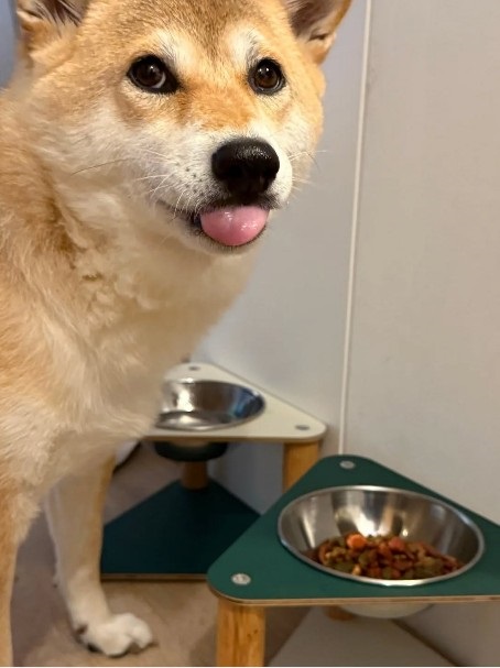 [블로그] 내추럴 오크 목봉과 컬러 패널이 조화를 이루는 반려동물 전용 식기 ♥