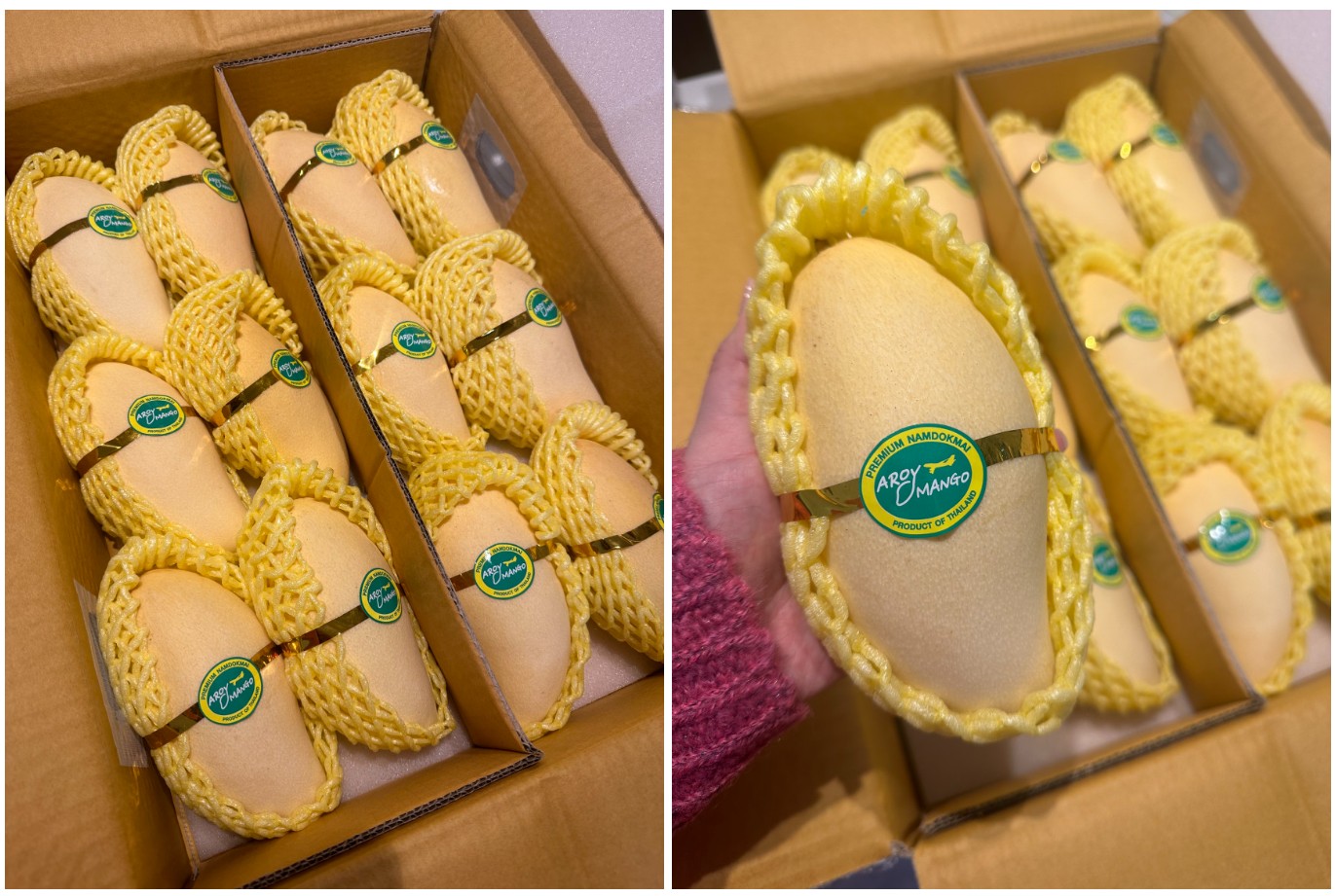 [블로그] 열대 과일 천국! 프리미엄 망고는 마무엉